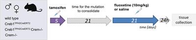 Selective Depletion of CREB in Serotonergic Neurons Affects the Upregulation of Brain-Derived Neurotrophic Factor Evoked by Chronic Fluoxetine Treatment